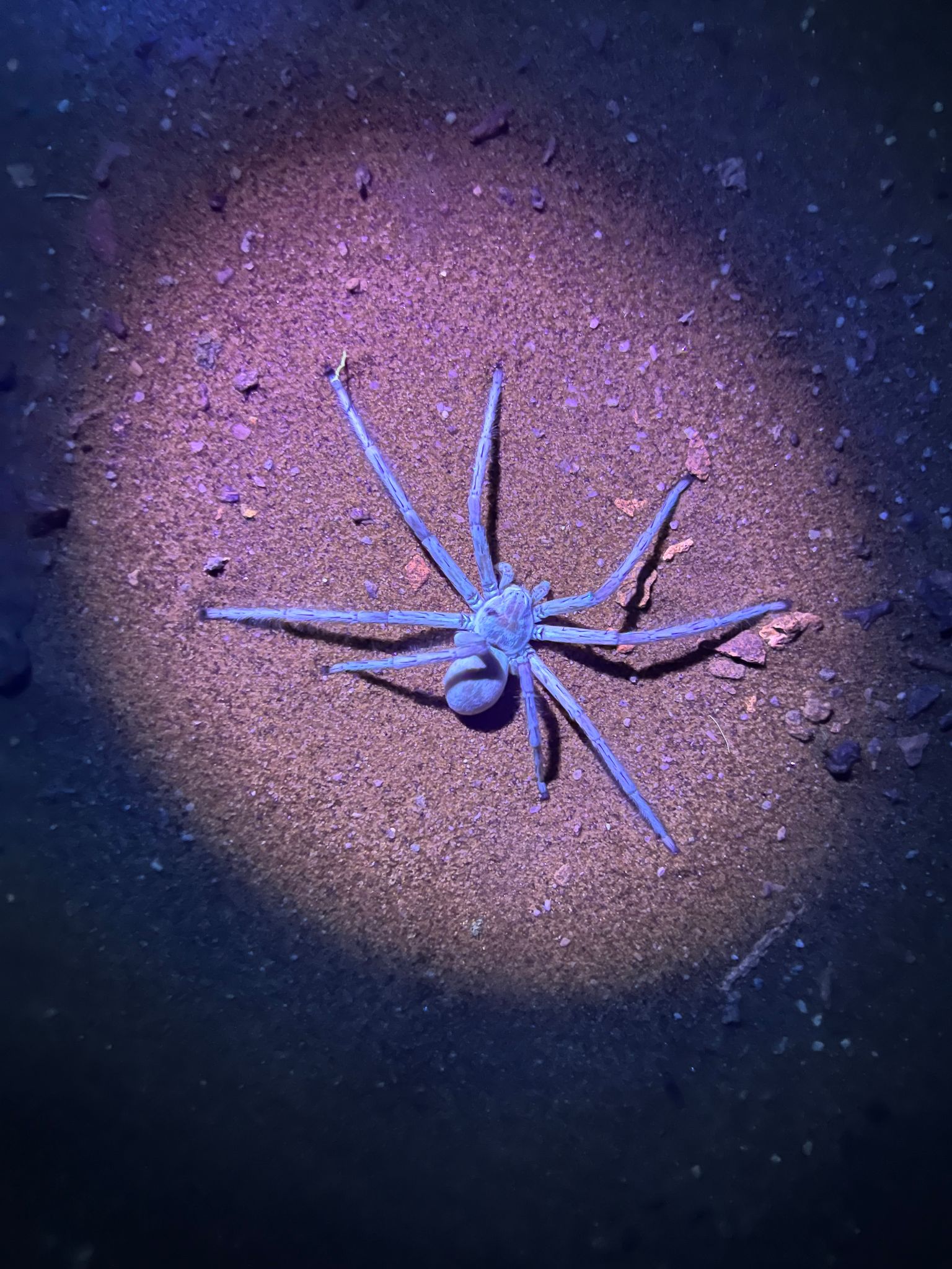 Weiße Damenspinne White dancing lady Leucorchestris arenicola